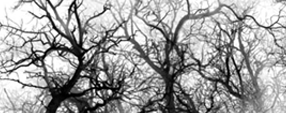 Brush photoshop VEINS BRUSHES